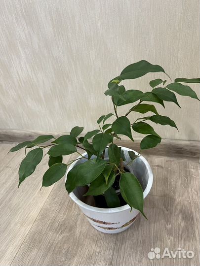 Фикус бенджамина