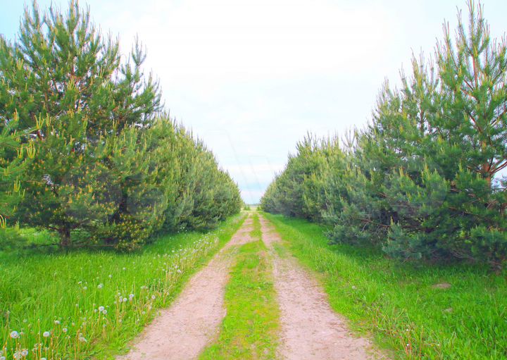 Участок 50 га (СНТ, ДНП)