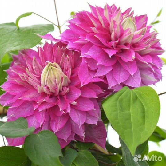 Саженцы клематиса