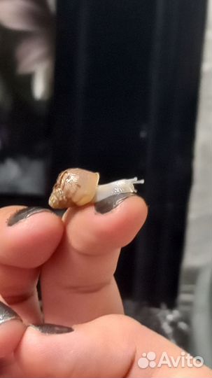 Ахатинские улитята Стандарт Фулика