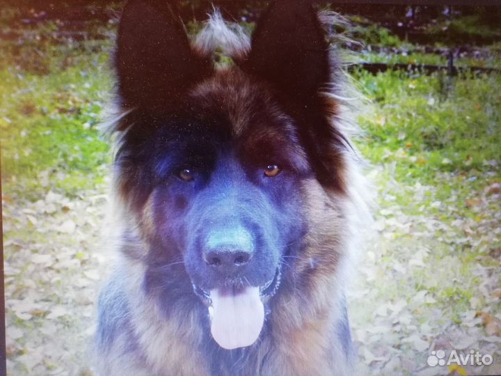 Вязка кобеля