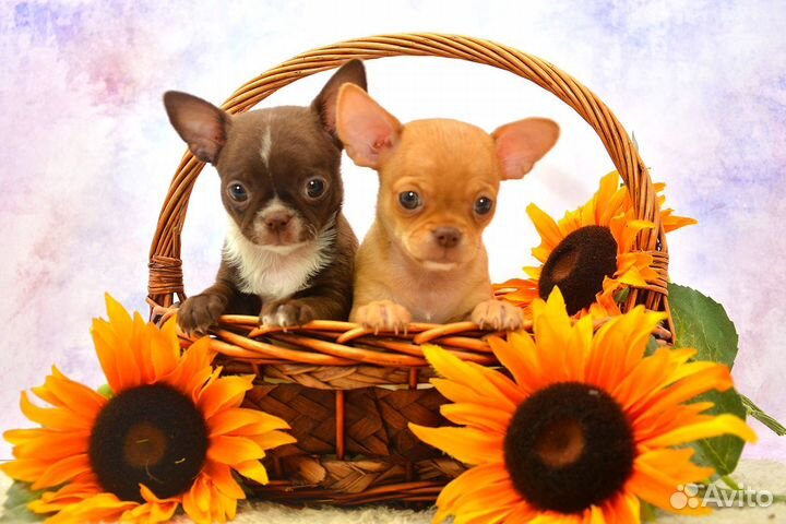 Чихуахуа, мальчики