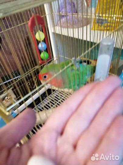 Яйцо неразлучника инкубационное