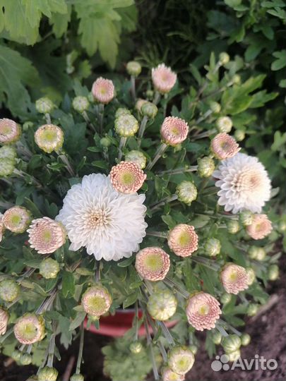 Корейская хризантема