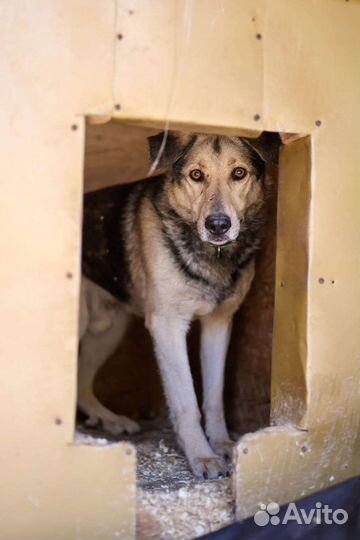 Ларс 10 лет живёт в приюте