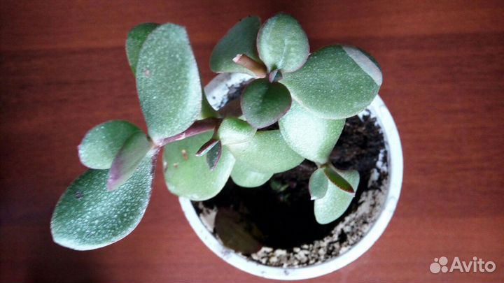 Цветы домашние