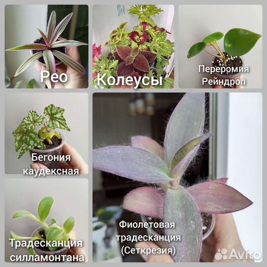 Комнатные цветы