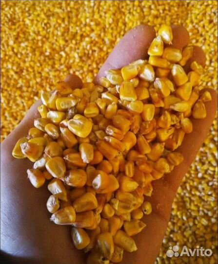 Кормовая кукуруза, Пшеница озимая корма