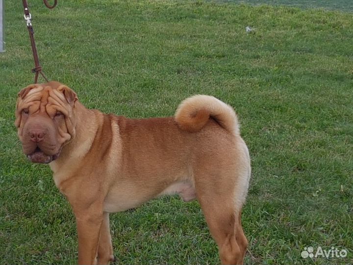 Шарпей вязка