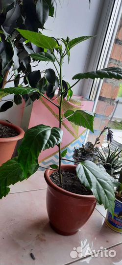 Комнатные цветы