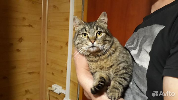 Кошка в добрые руки