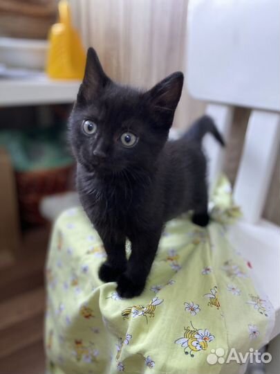 Черный котенок