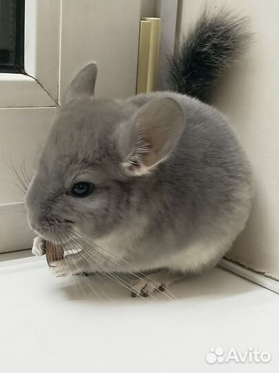 Шиншилла малыш Фиолет