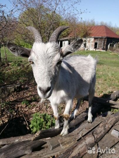 Коза дойная