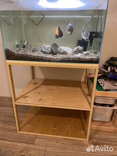 Аквариум 200л + Астронотусы