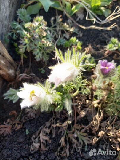 Растения для сада