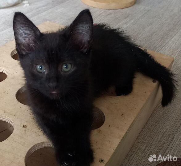 Котята в добрые руки даром