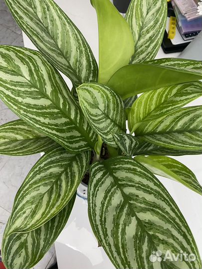 Аглаонема страйпс