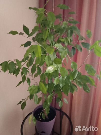 Комнатные цветы