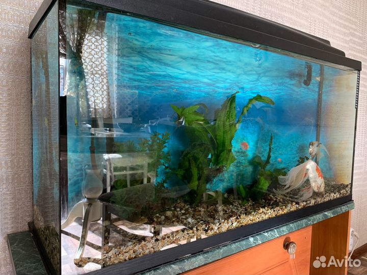 Аквариум