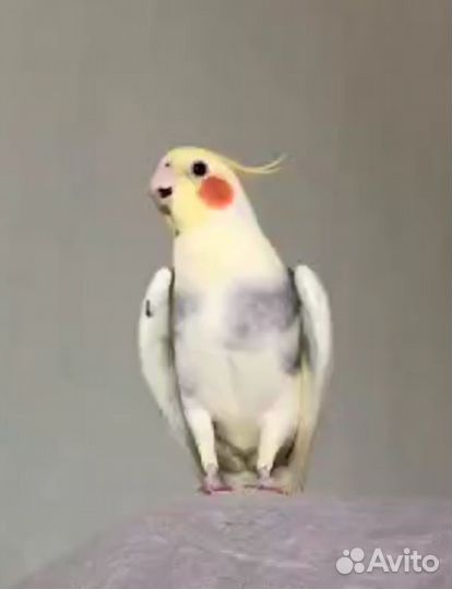 Попугай корелла самец