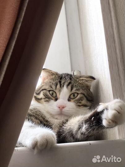 Кот вязка