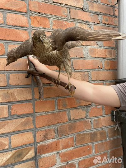 Чучело разных животных