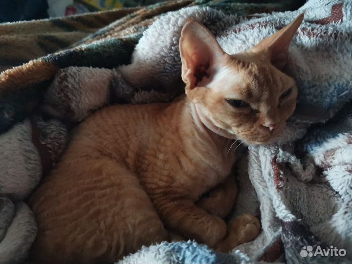 Ищу кота для вязки