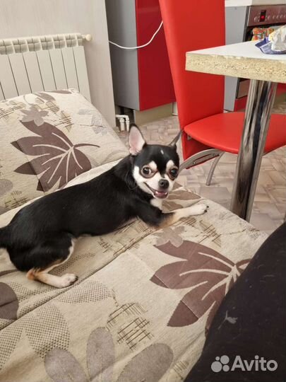 Вязка собак, мальчик ищет девочку