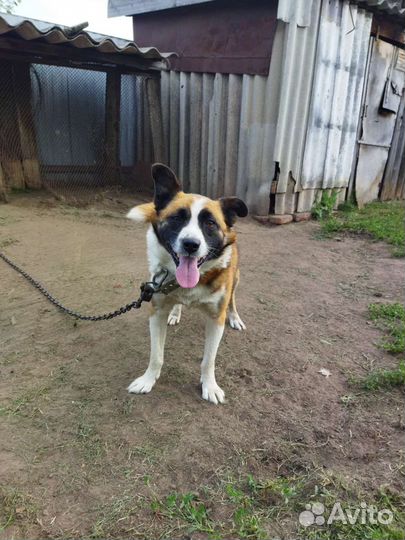 Домашние животные собаки бесплатно