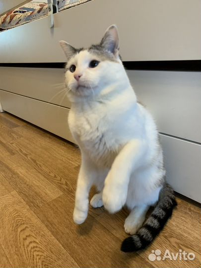 Кот, кисуля, кися-муся в добрые руки