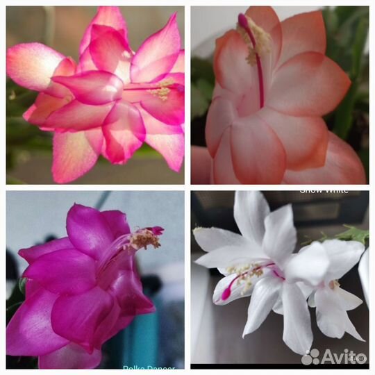 Шлюмбергеры сортовые, паперомия