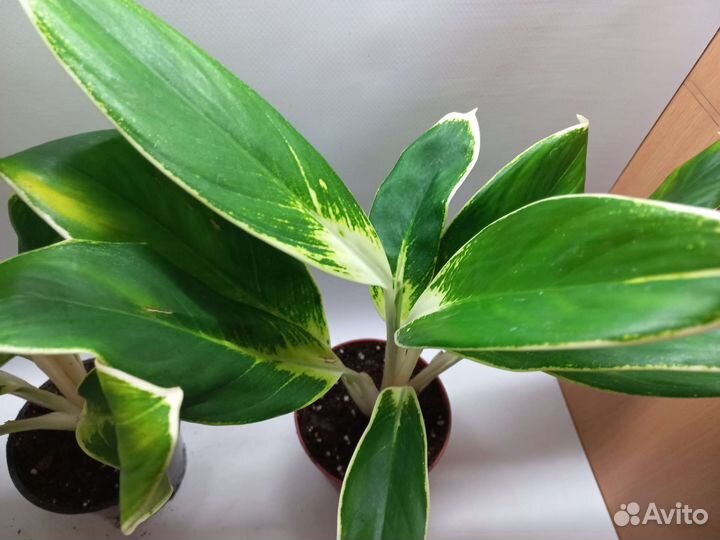 Аглаонема лимон white или иок конхана
