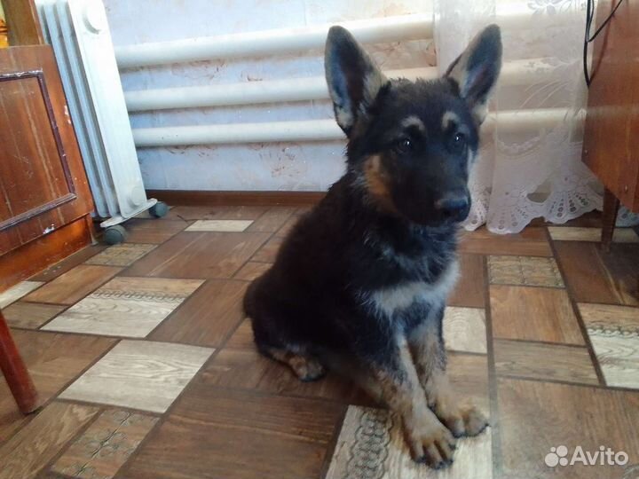 Щенки немецкой овчарки длинношерстной