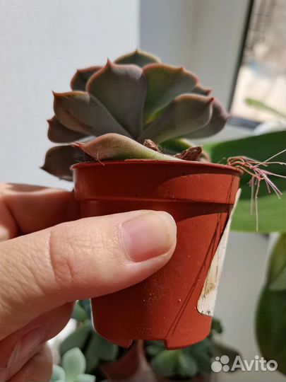 Суккуленты