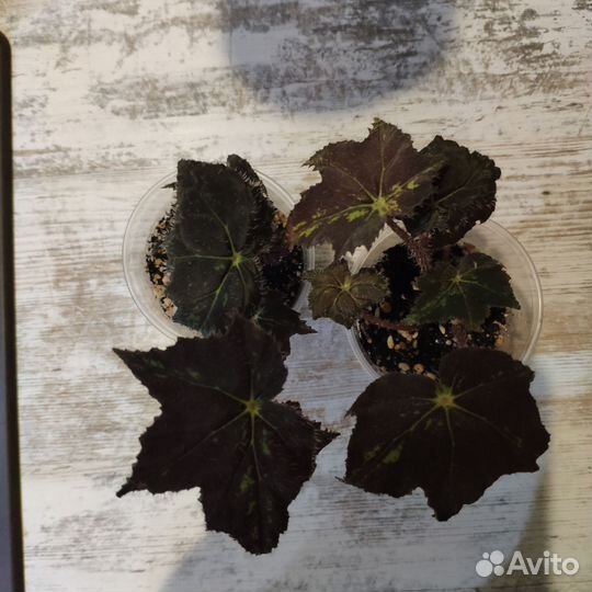 Бегония Клеопатра