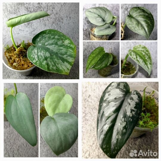 Сциндапсусы сортовые