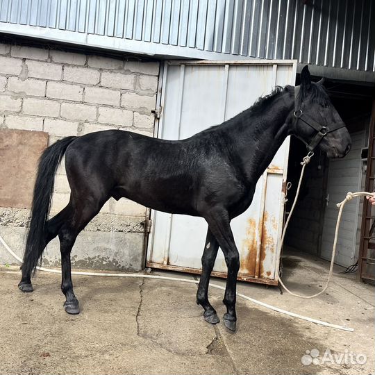 Кабардинский жеребец,3 года,необучен