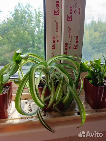 Хлорофитум хохлатый