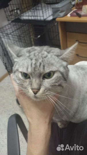 Кошка в дар
