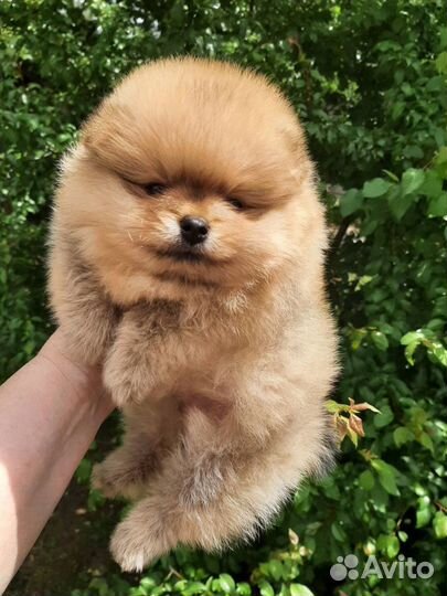 Щенки померанского шпица мишки
