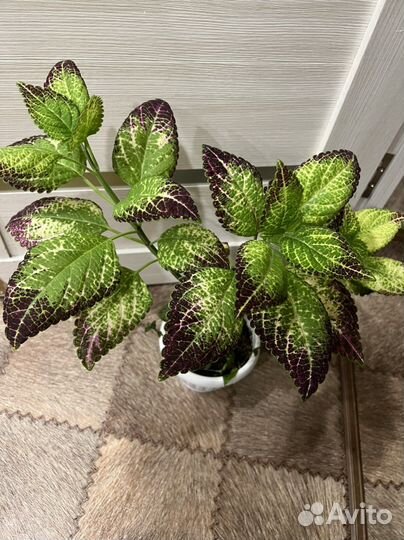 Колеус аватар