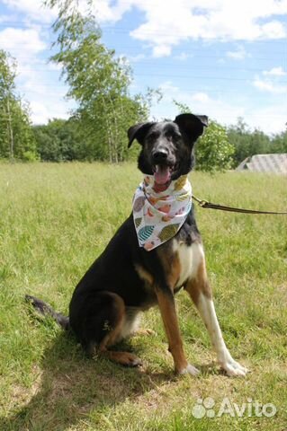 Собака в добрые руки, Гера