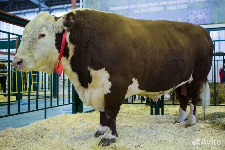 Искусственное осеменение коров и телок