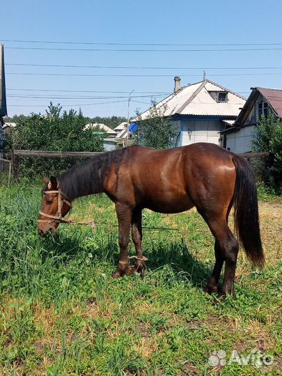 Жеребец 1,6м