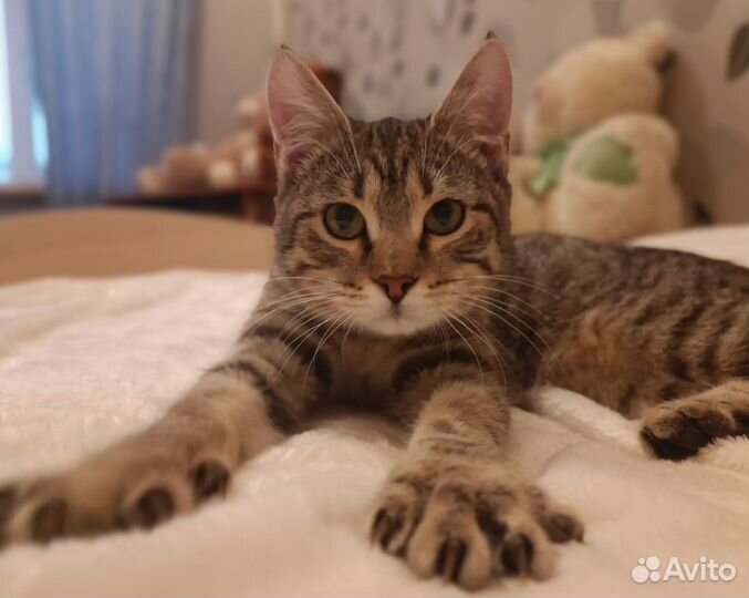 Европейская Пунш 9 мес