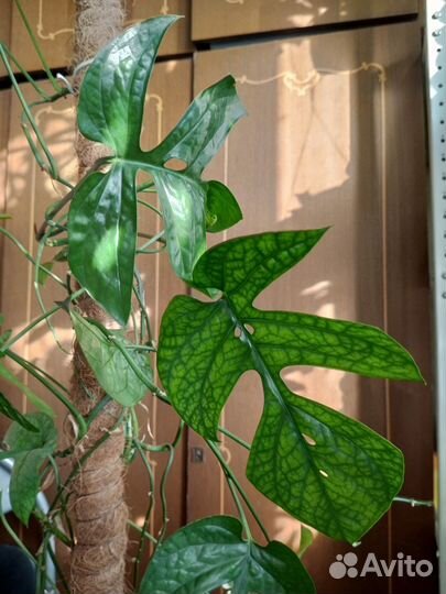 Монстера спайдермен блю