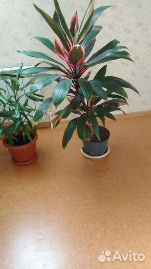 Домашние растения