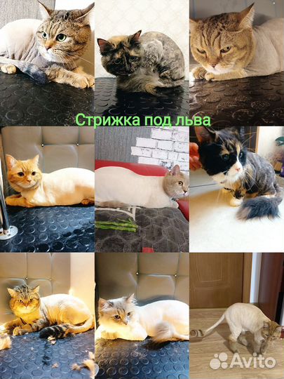 Грумер для собак и кошек с доставкой