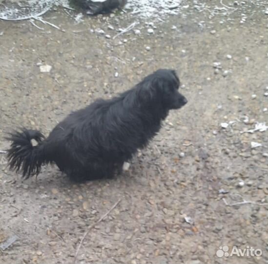 Люсичка в добрые руки